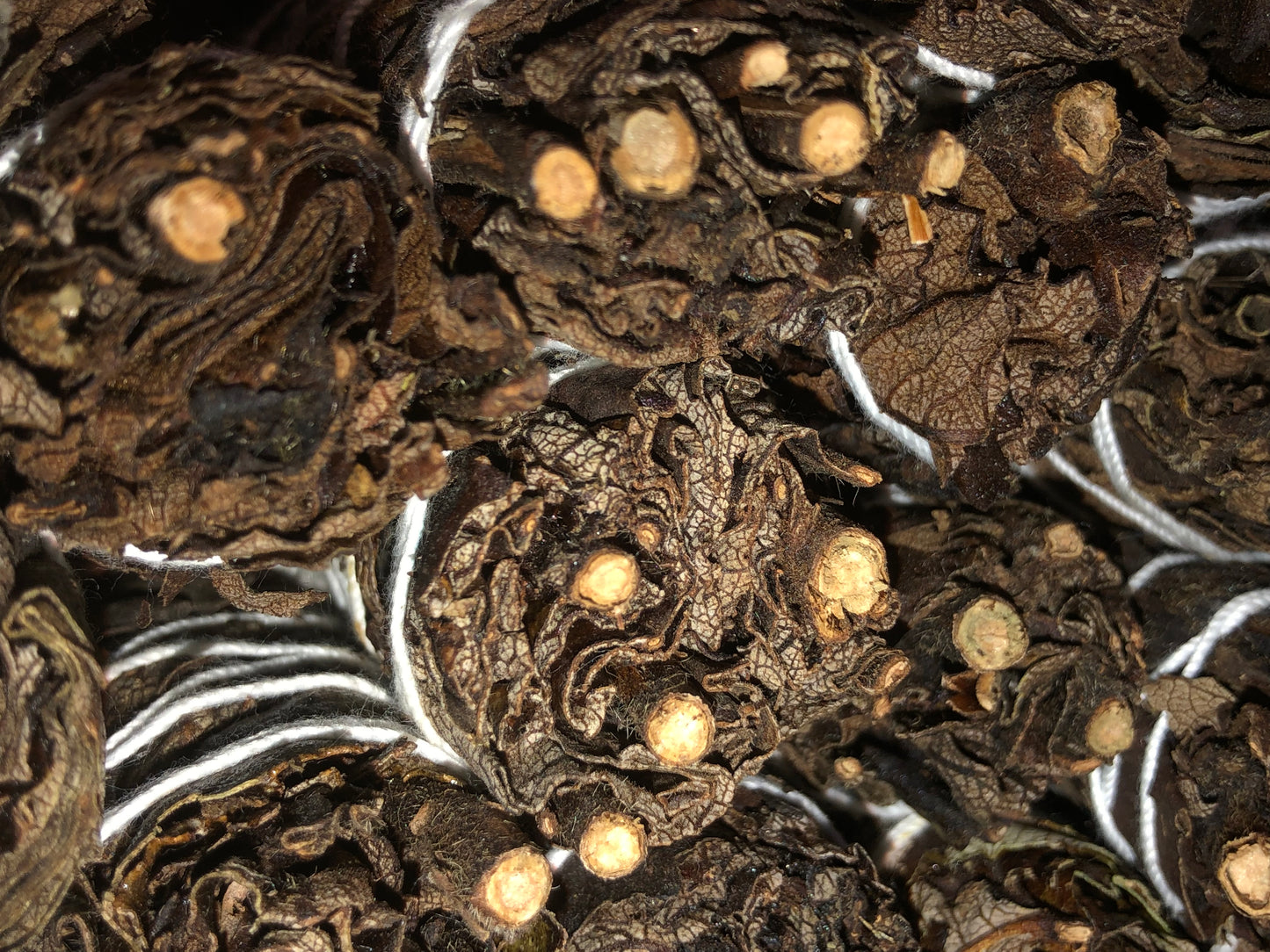 SAGE BUNDLE